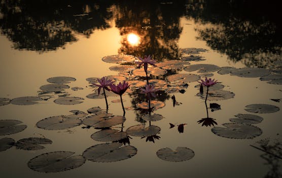 Calm evening meditation